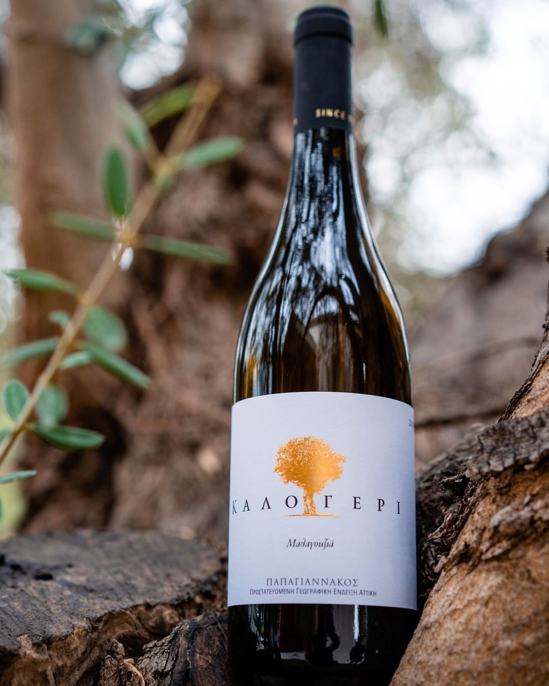 Weißwein Kalogeri aus Madzanoufa in eleganter Flasche mit stilvollem Etikett
