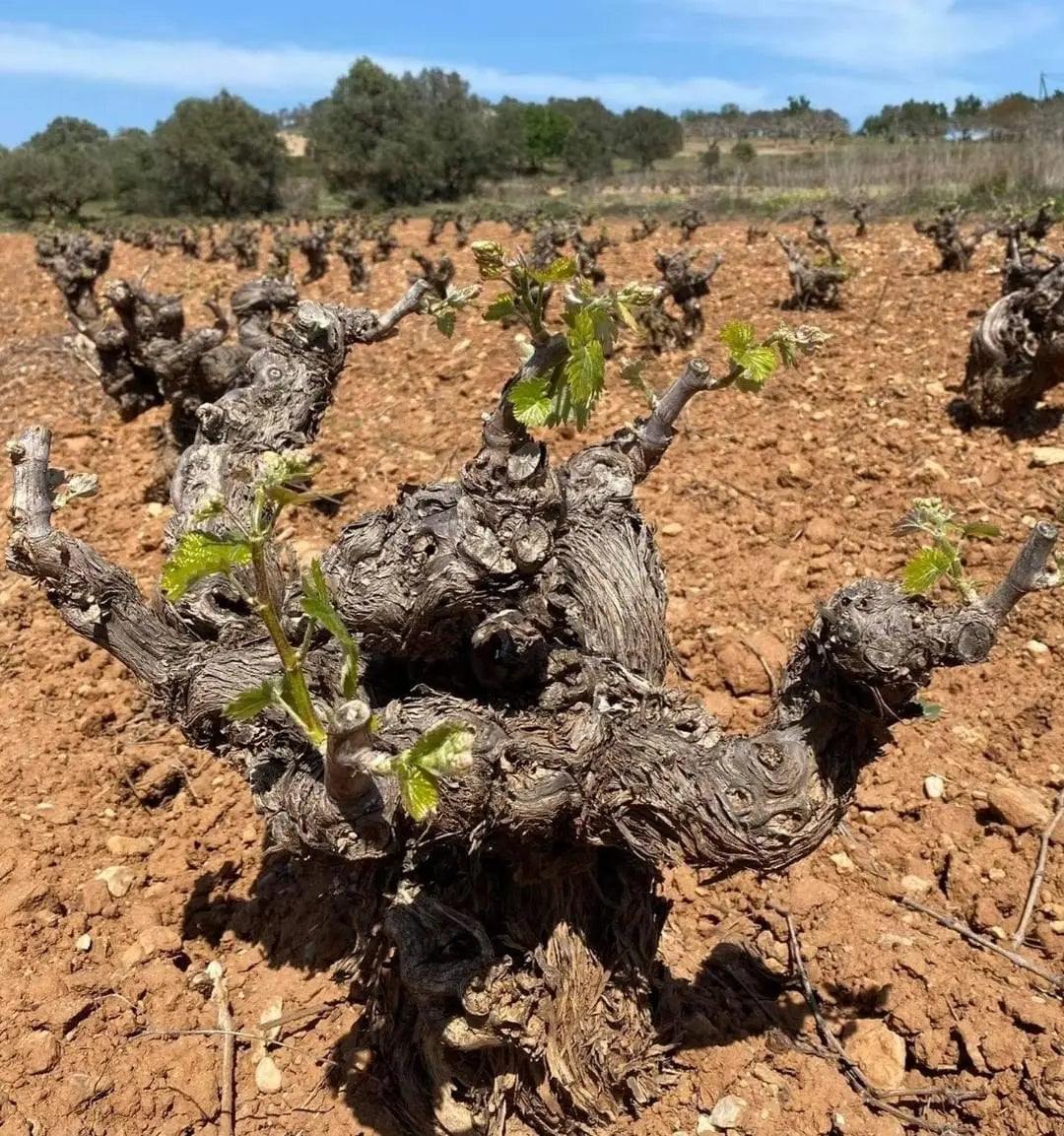 Domaine Papagiannakos Savatiano Old Vines | Alte Rebstöcke Old Vines| Vineas