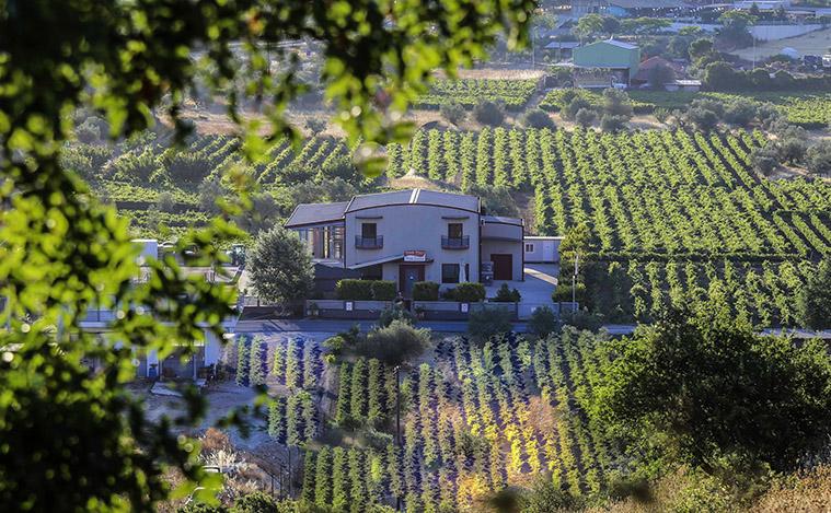 Weingut mit modernem Gebäude umgeben von Weinreben in einer malerischen Landschaft