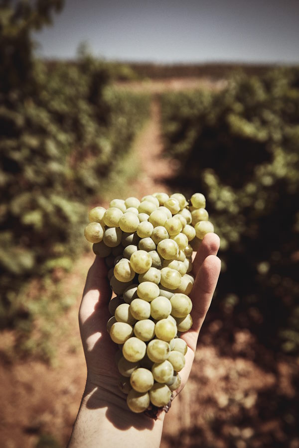 Grüne Trauben in einer Hand, frisch geerntet aus einem Weinberg.