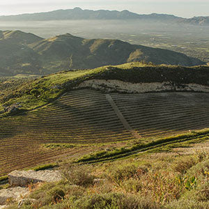 Landschaft mit Weinbergen und sanften Hügeln im Hintergrund bei Tageslicht