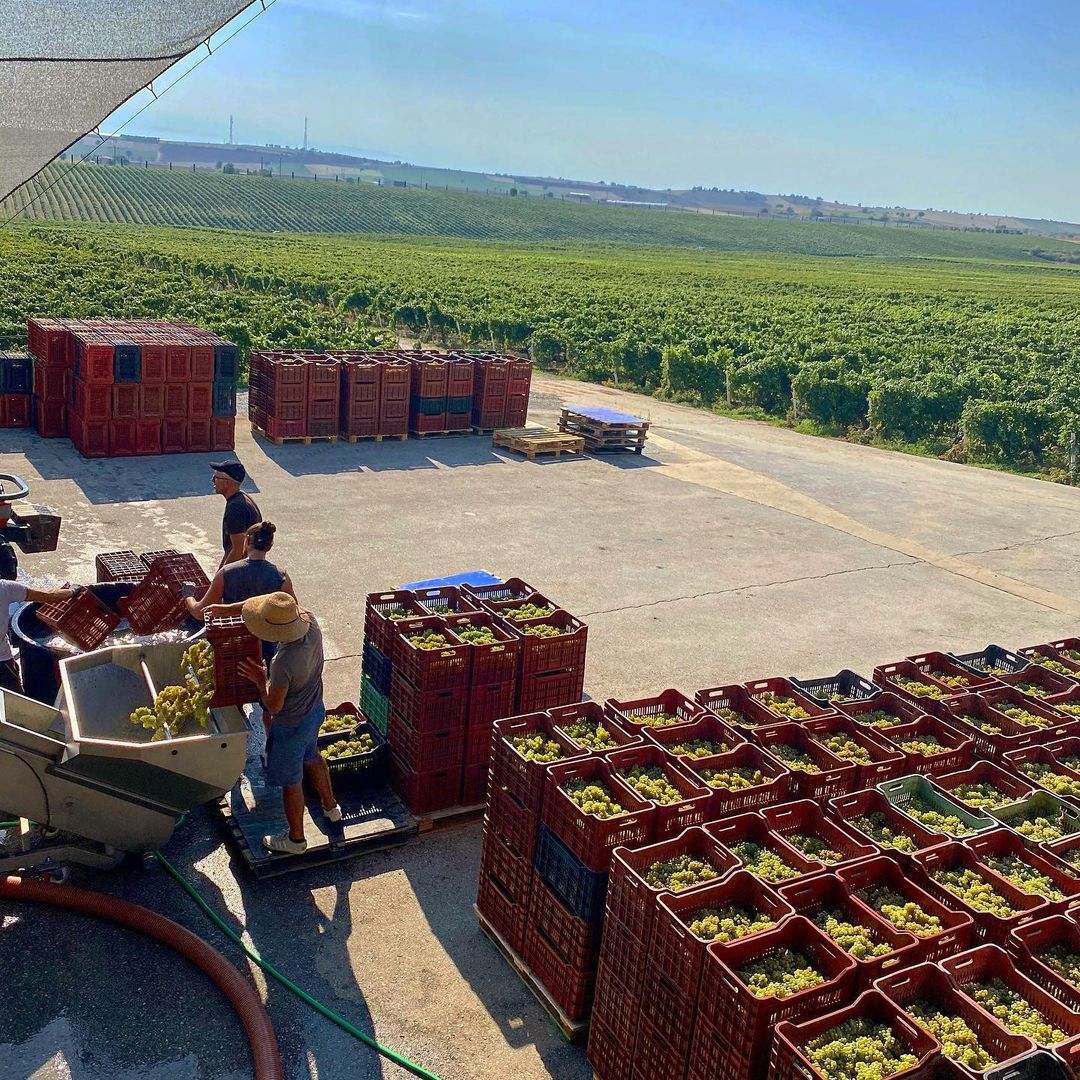 Gerovassiliou Viognier - Domaine Gerovassiliou - vineas.shop