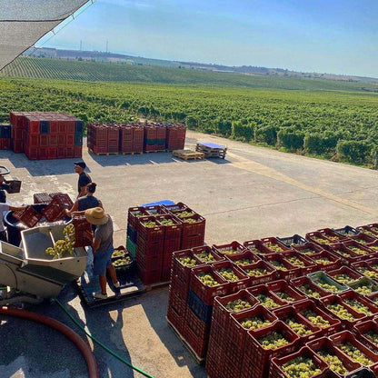 Gerovassiliou Viognier - Domaine Gerovassiliou - vineas.shop