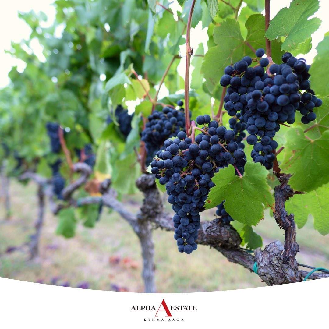 Axia Alpha Estate Weintrauben Xinomavro und Syrah im Weinberg