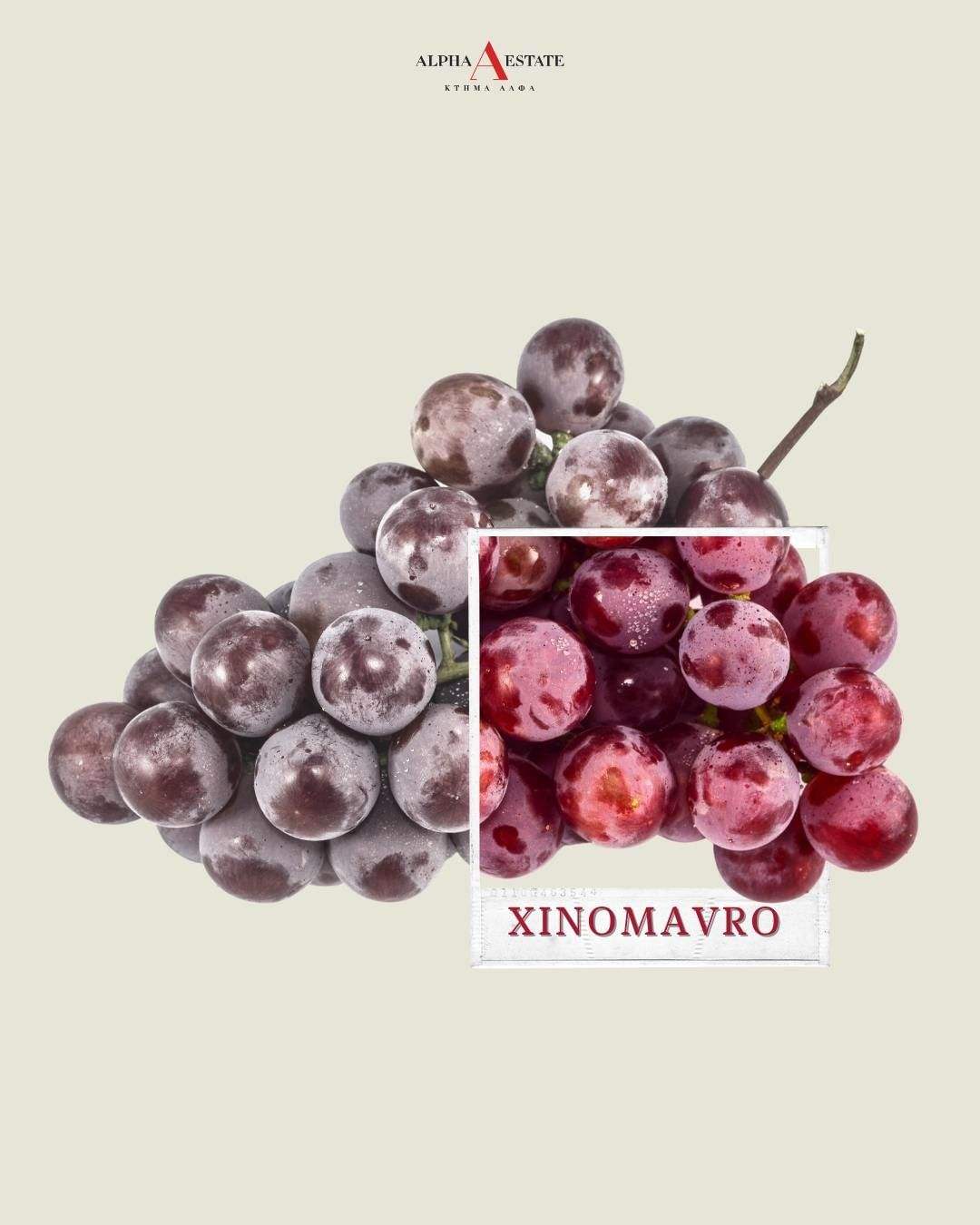 Xinomavro Hedgehog rote Trauben für Amyndeo PDO Wein, Rebsorte Xinomavro, 2021er Jahrgang.